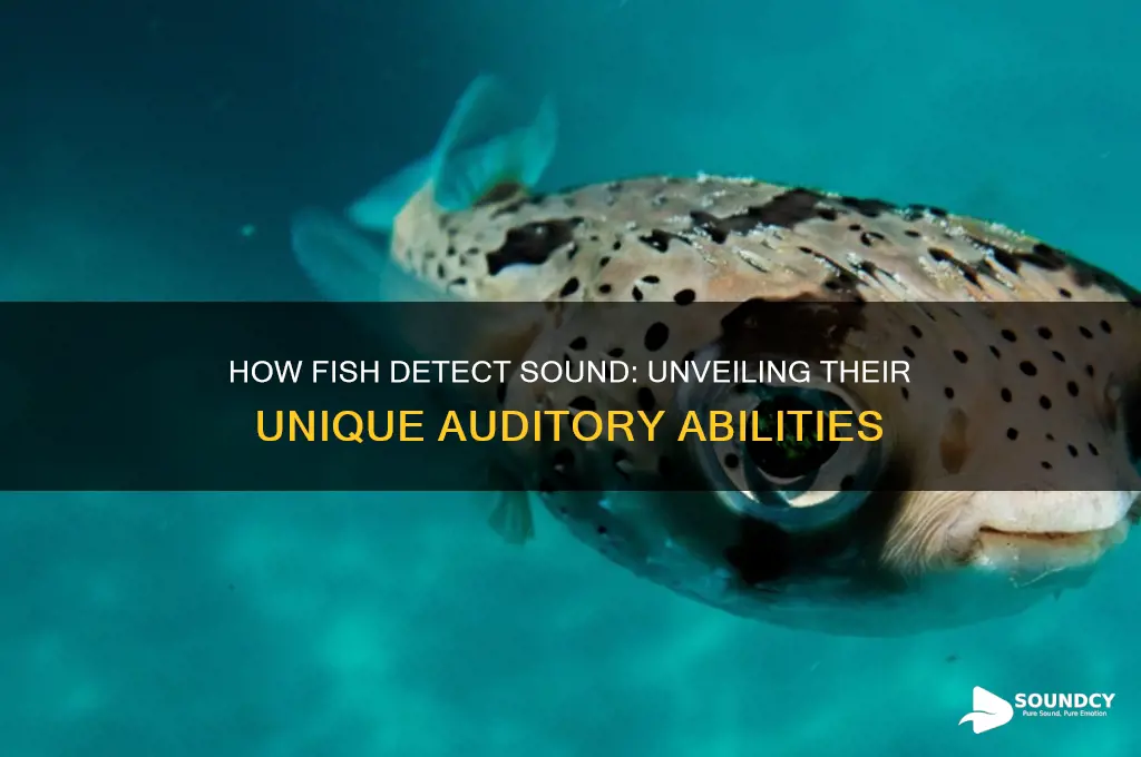 how does a fish sense sound