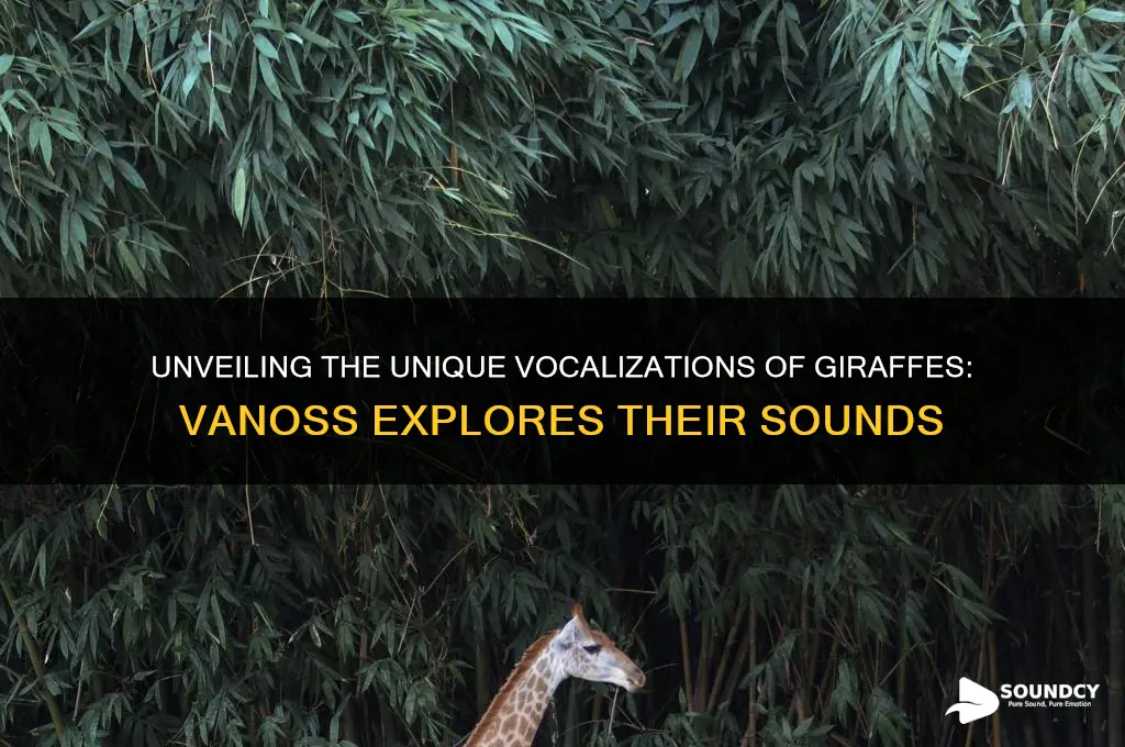 how does a giraffe sound vanoss