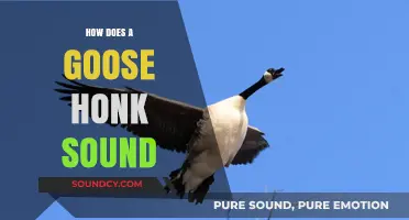 Understanding the Unique Honking Sound of Geese: A Detailed Exploration