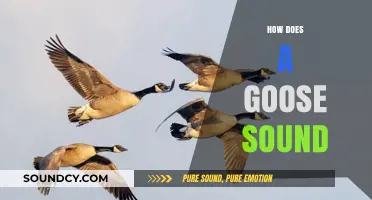 Honks and Calls: Understanding the Unique Sounds of Geese