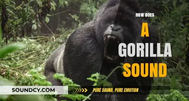 Unveiling the Unique Vocalizations: How Does a Gorilla Sound?
