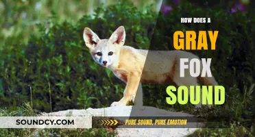 Unveiling the Unique Vocalizations of the Gray Fox: Sounds and Meanings