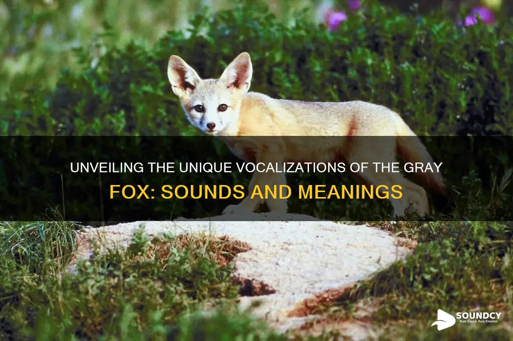 how does a gray fox sound