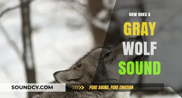Unveiling the Haunting Howls: Understanding Gray Wolf Communication Sounds