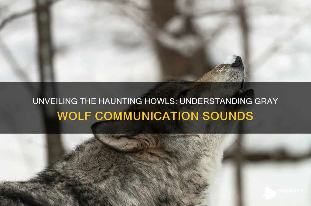 how does a gray wolf sound