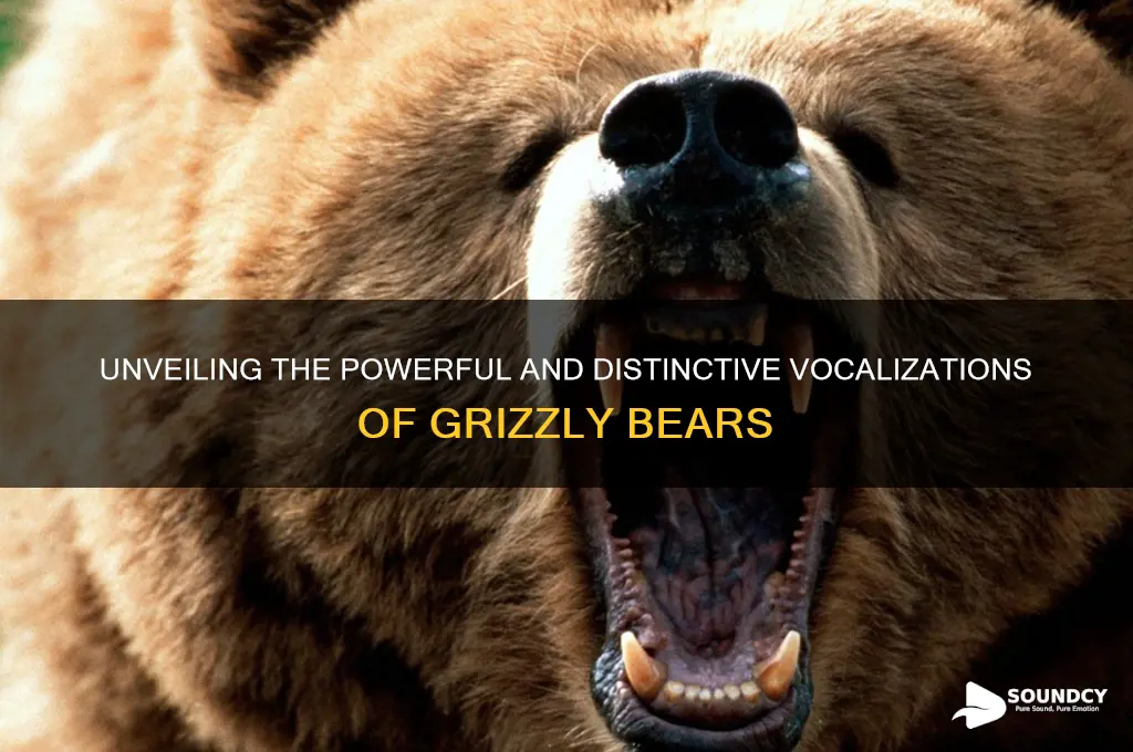 how does a grizzly bear sound