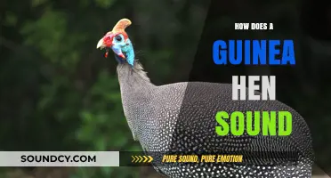 Unveiling the Unique Vocalizations of Guinea Hens: Sounds and Meanings