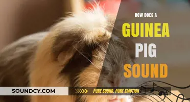 Understanding Guinea Pig Sounds: A Guide to Their Unique Vocalizations