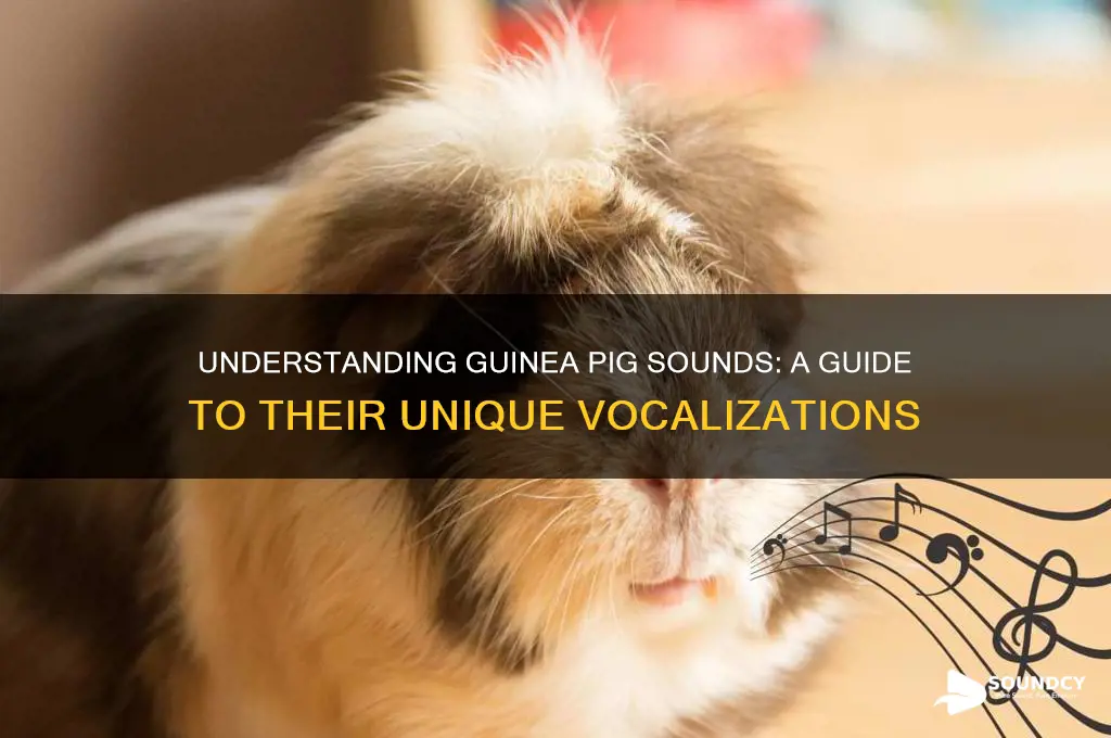 how does a guinea pig sound