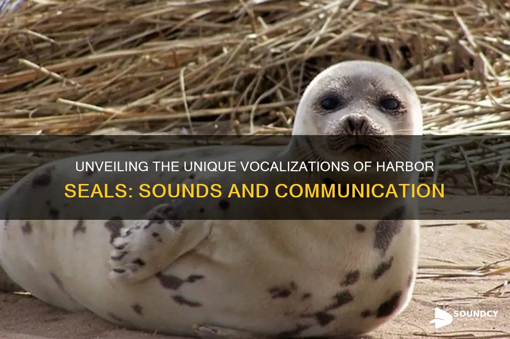 how does a harbor seal sound