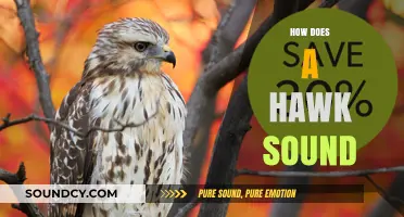 Unveiling the Unique Vocalizations: How Does a Hawk Sound?