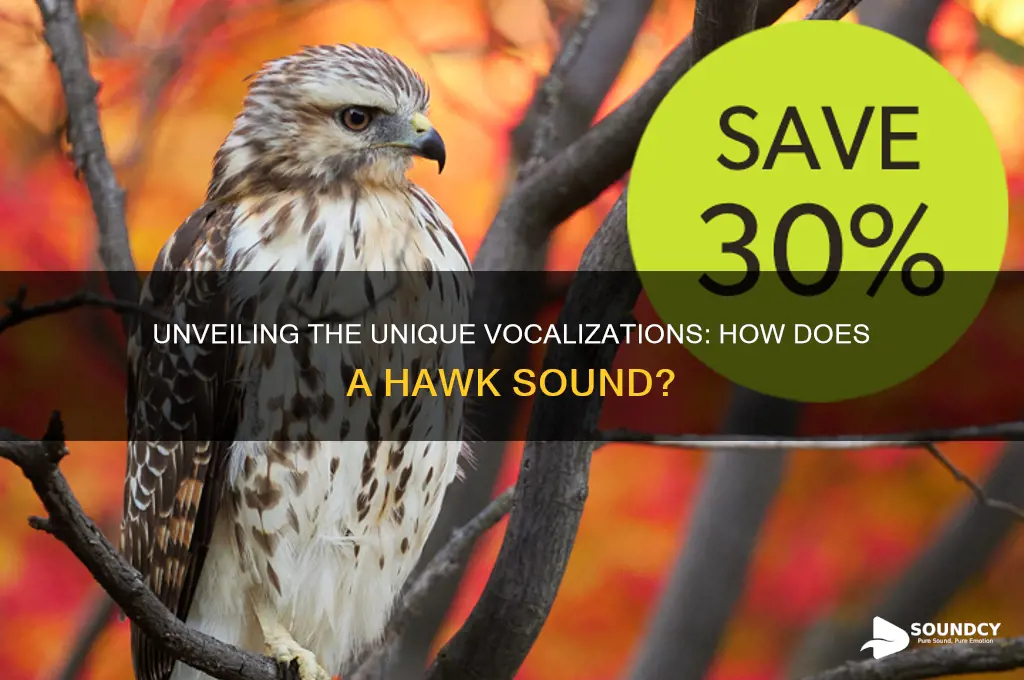 how does a hawk sound