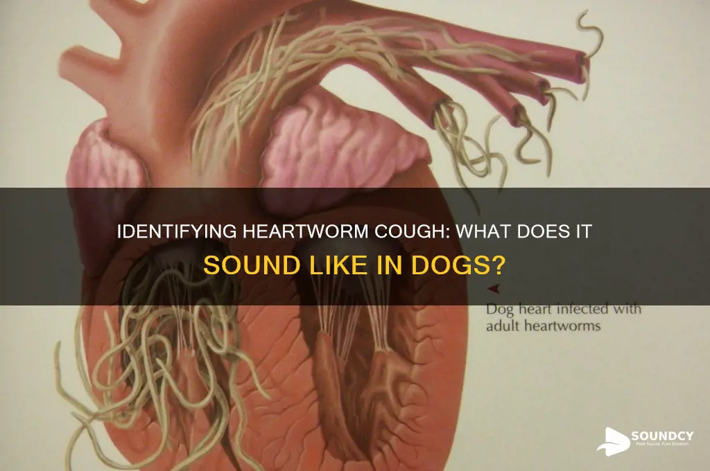 how does a heartworm cough sound