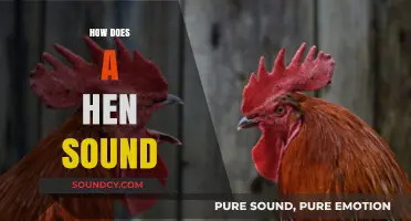 Understanding the Unique Clucks and Calls of a Hen's Vocalizations