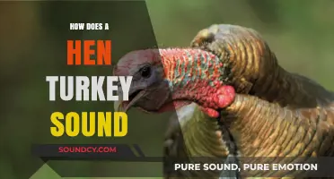 Unraveling the Unique Vocalizations: How Does a Hen Turkey Sound?