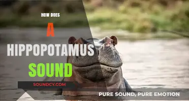 Unveiling the Unique Vocalizations: How Does a Hippopotamus Sound?