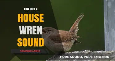 Discover the Unique and Enchanting Song of the House Wren