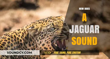 Unveiling the Mystique: How Does a Jaguar's Roar Truly Sound?