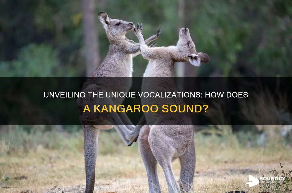how does a kangaroo sound
