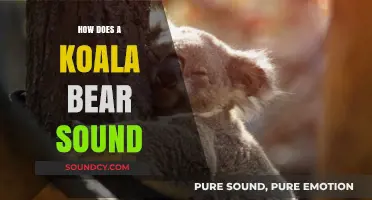 Unveiling the Unique Vocalizations: How Does a Koala Bear Sound?