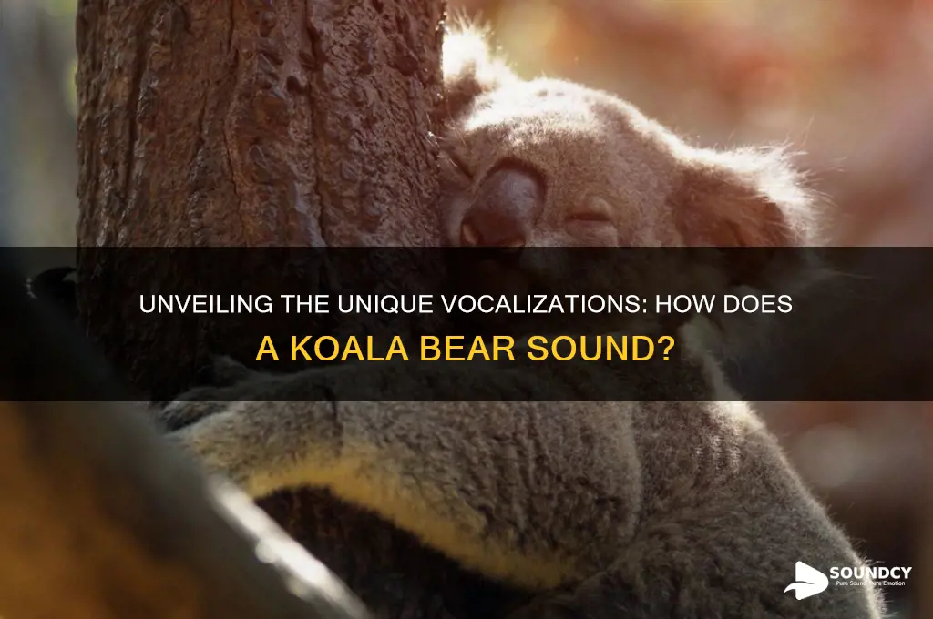 how does a koala bear sound