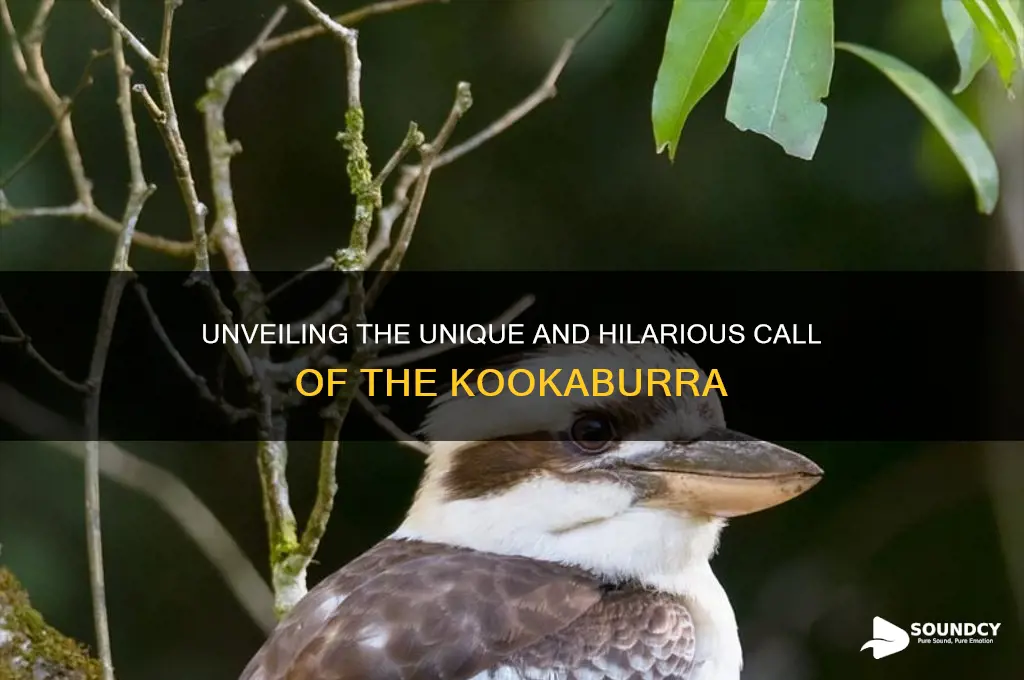 how does a kookaburra sound