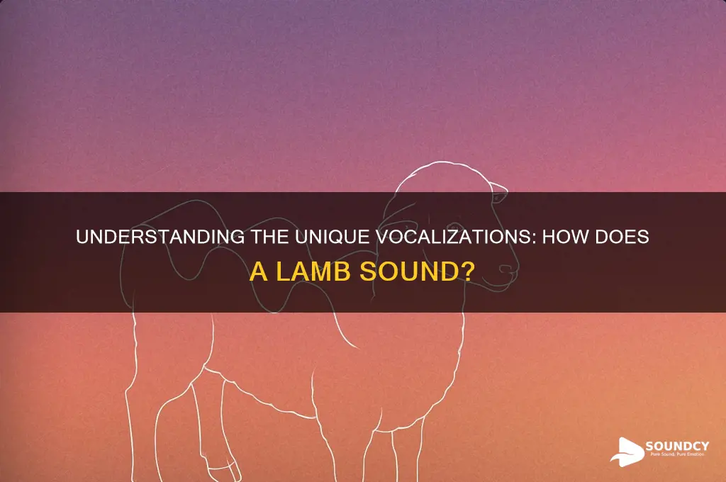 how does a lamb sound