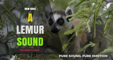 Unveiling the Unique Vocalizations: How Does a Lemur Sound?