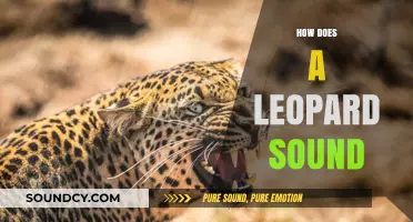 Unveiling the Leopard's Roar: Understanding Their Unique Vocalizations