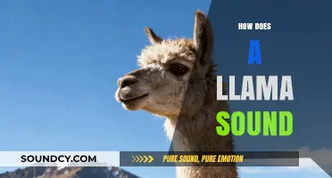 Unveiling the Unique Vocalizations: How Does a Llama Sound?