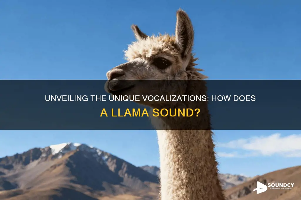 how does a llama sound