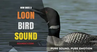 The Haunting Call of the Loon: Unraveling Its Unique Vocalizations