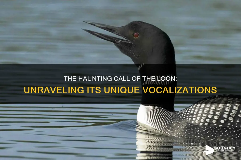 how does a loon bird sound
