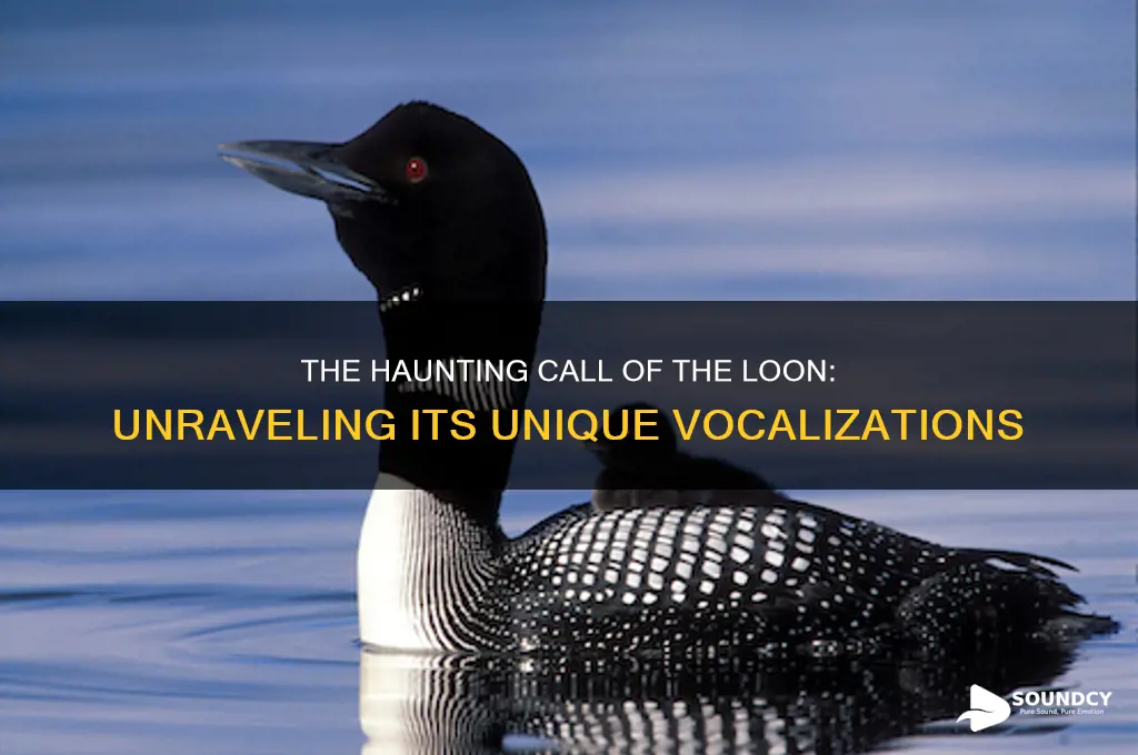 how does a loon sound