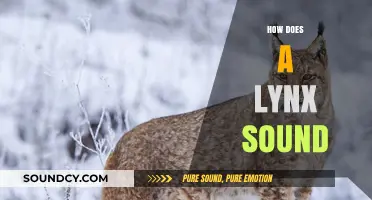 Unveiling the Mysterious Vocalizations: How Does a Lynx Sound?