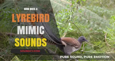 The Lyrebird's Sonic Mastery: Unveiling Its Remarkable Mimicry Abilities