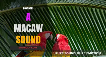 Exploring the Vibrant and Unique Vocalizations of Macaws in Nature