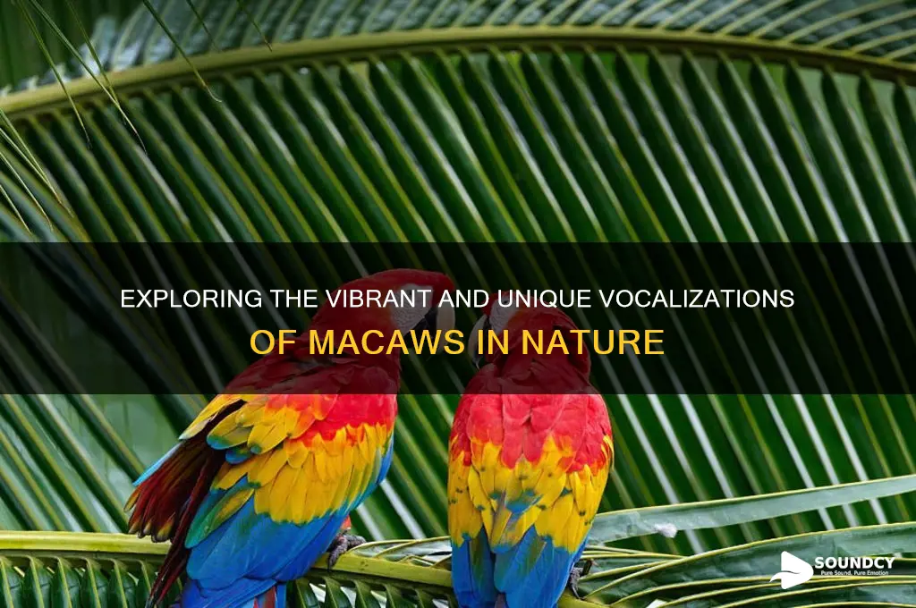 how does a macaw sound