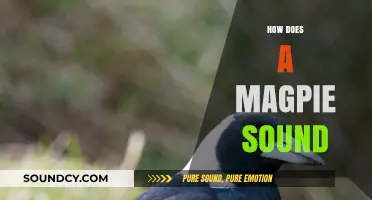 Discover the Unique and Intriguing Sounds of a Magpie's Call