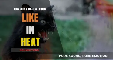 Understanding the Unique Vocalizations of Male Cats in Heat