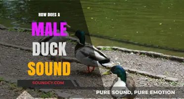 Unveiling the Unique Quack: How Does a Male Duck Sound?