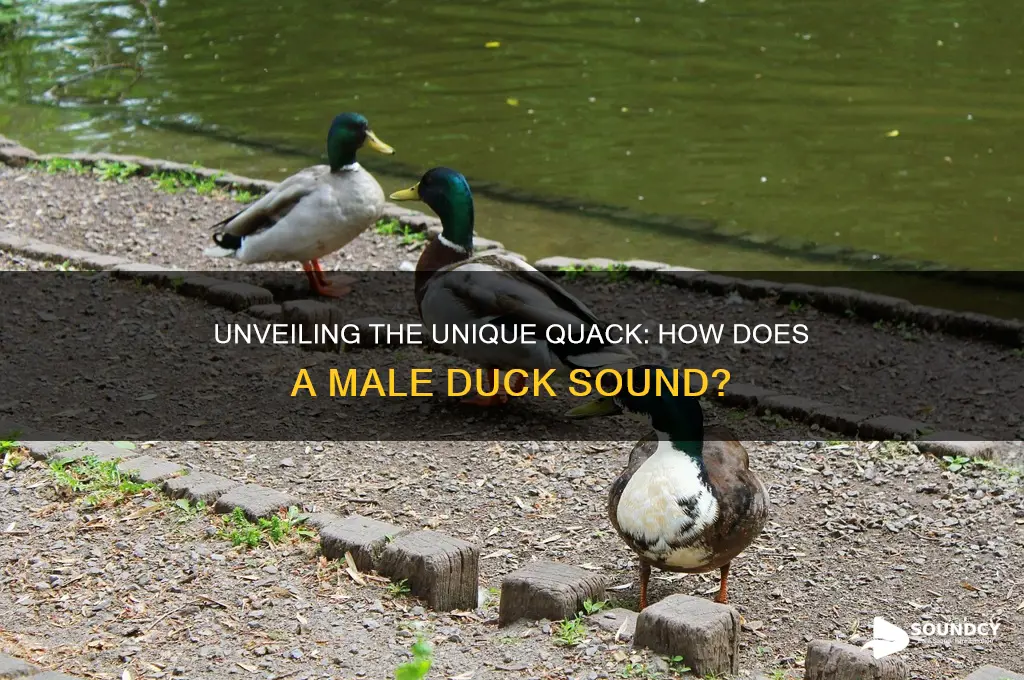 how does a male duck sound