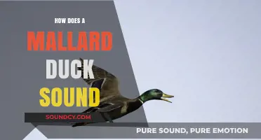 Discover the Unique Quack: How Does a Mallard Duck Sound?