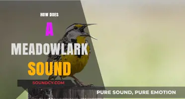 The Enchanting Melody of a Meadowlark: A Sonic Exploration