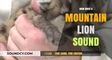 Unveiling the Mysterious Calls of Mountain Lions: Sounds and Meanings