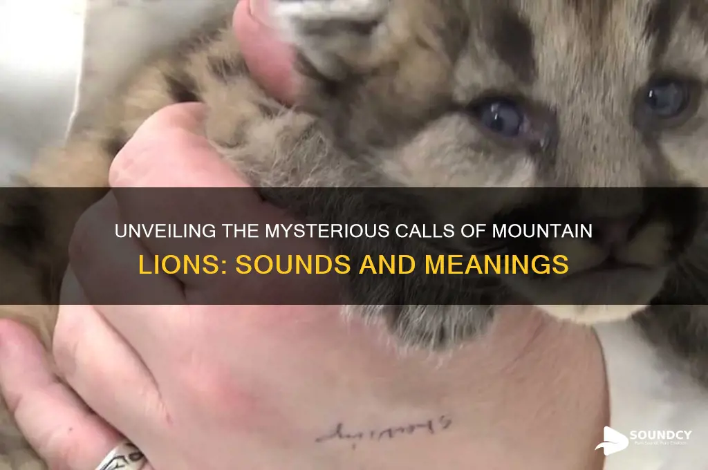 how does a mountain lion sound