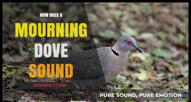 Understanding the Soft, Melancholic Coo of a Mourning Dove's Call