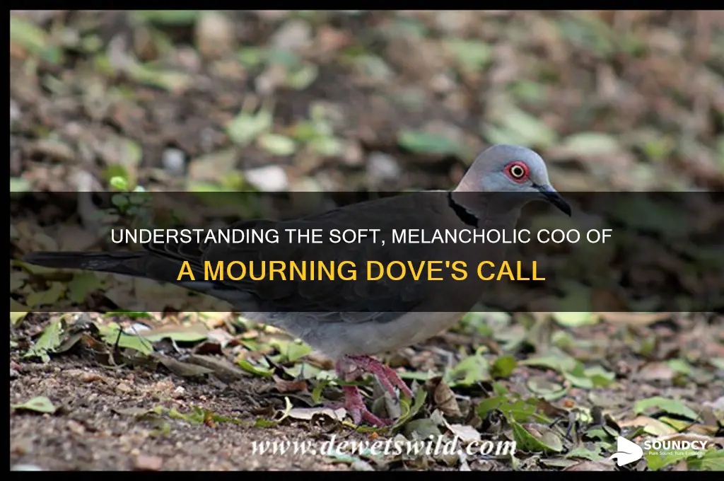 how does a mourning dove sound