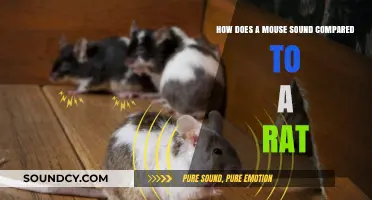 Mouse vs. Rat Sounds: Uncovering the Distinct Vocal Differences