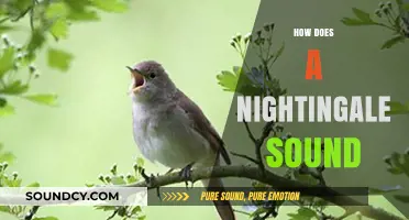 The Enchanting Melody of a Nightingale: A Sonic Journey